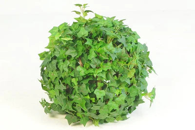 English ivy ball