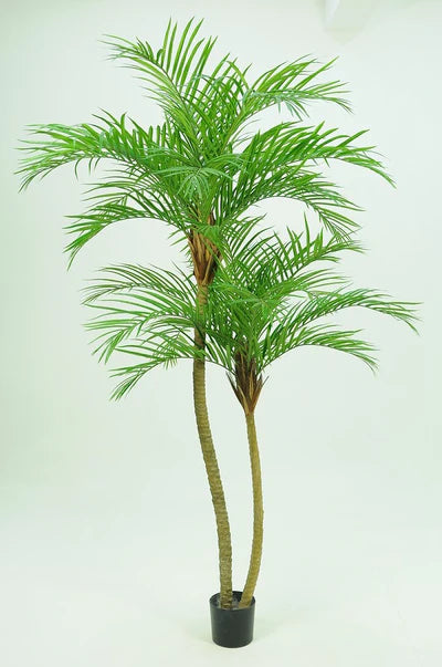 Areca palm