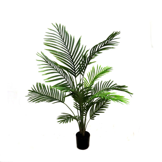 Areca palm