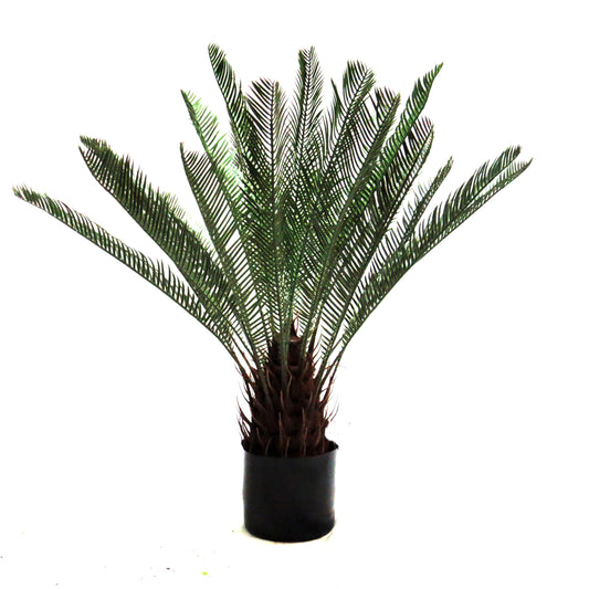 Cycad