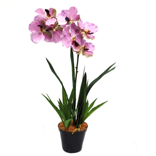 Maive vanda orchid