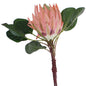 Pink protea