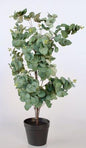 Eucalyptus plant